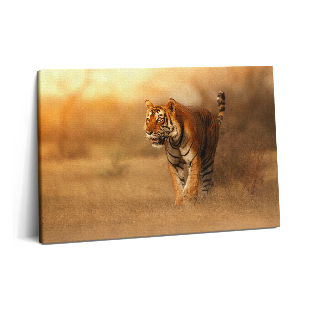 Obraz z fotografie na plátně 60x40 cm Divoký tygr na lovu