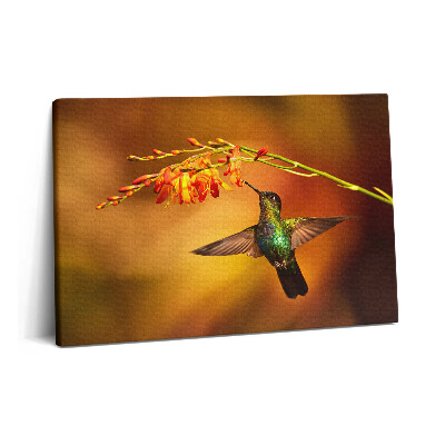 Obraz na plátně 60x40 cm Kolibřík