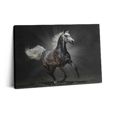Obraz na plátně 60x40 cm Cválající kůň