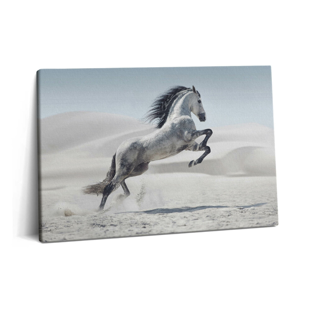 Obraz z fotografie na plátně 60x40 cm Cválající bílý kůň