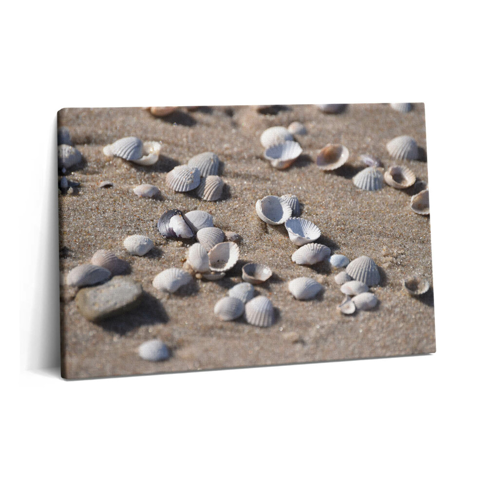 Obraz canvas 60x40 cm Mušle na pláži