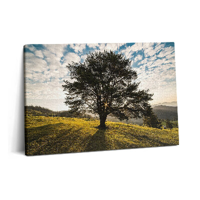 Obraz z fotografie na plátně 60x40 cm Listnatý strom na kopci