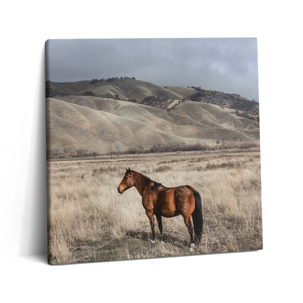 Obraz na plátně 60x60 cm Hřebec mezi trávou