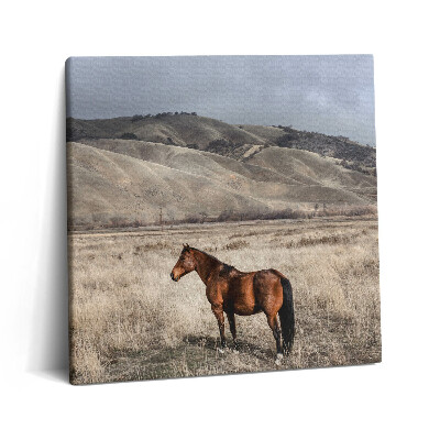 Obraz na plátně 60x60 cm Hřebec mezi trávou