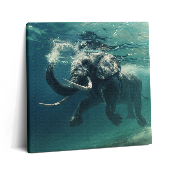 Obraz canvas 60x60 cm Slon africký ve vodě