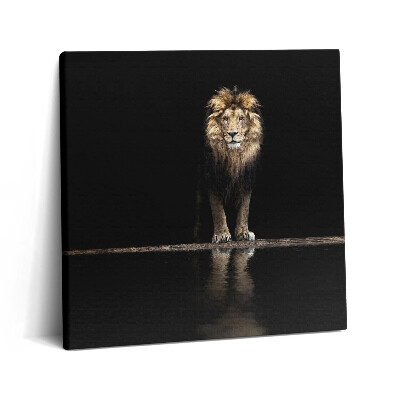 Obraz na plátně 60x60 cm Osamělé divoké zvíře lev