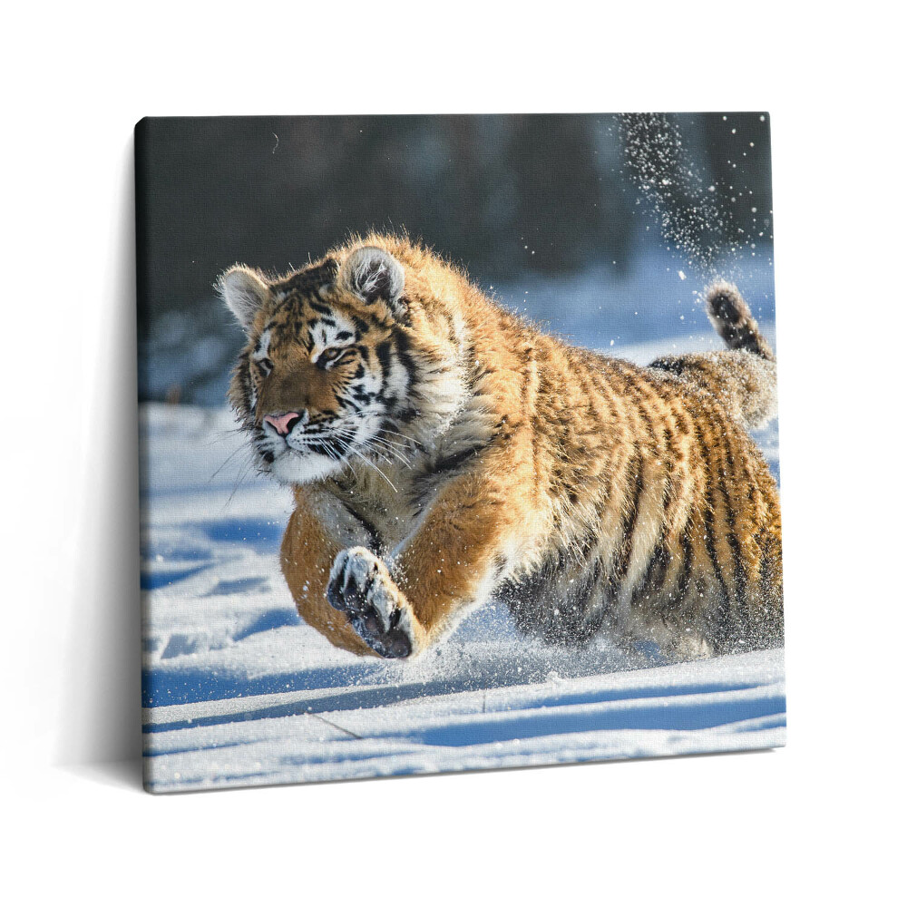Obraz z fotografie na plátně 60x60 cm Chlupatý tygr na sněhu