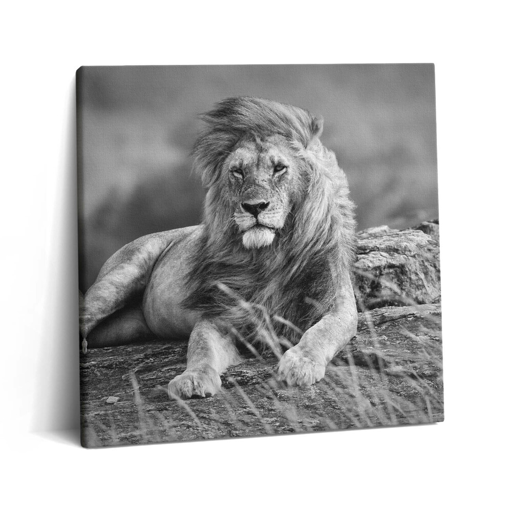 Obraz na plátně 60x60 cm Majestátní zvíře lev