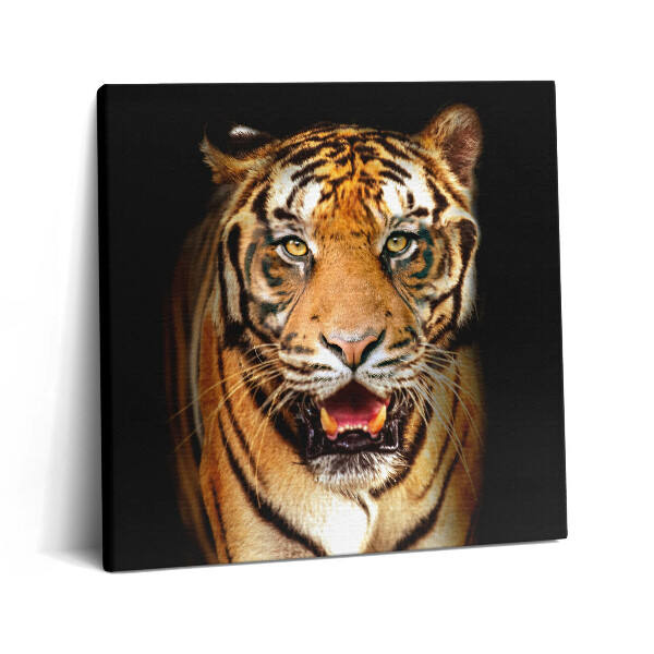 Obraz na plátně 60x60 cm Výrazná divoká tygří kočka