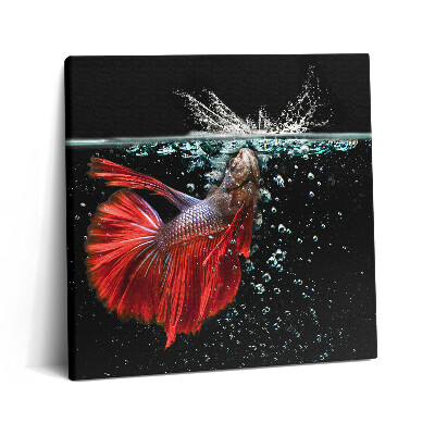 Obraz z fotografie na plátně 60x60 cm Ryby v akváriu