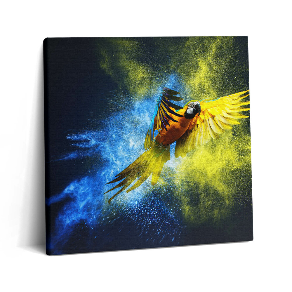Obraz canvas 60x60 cm Barevný papoušek