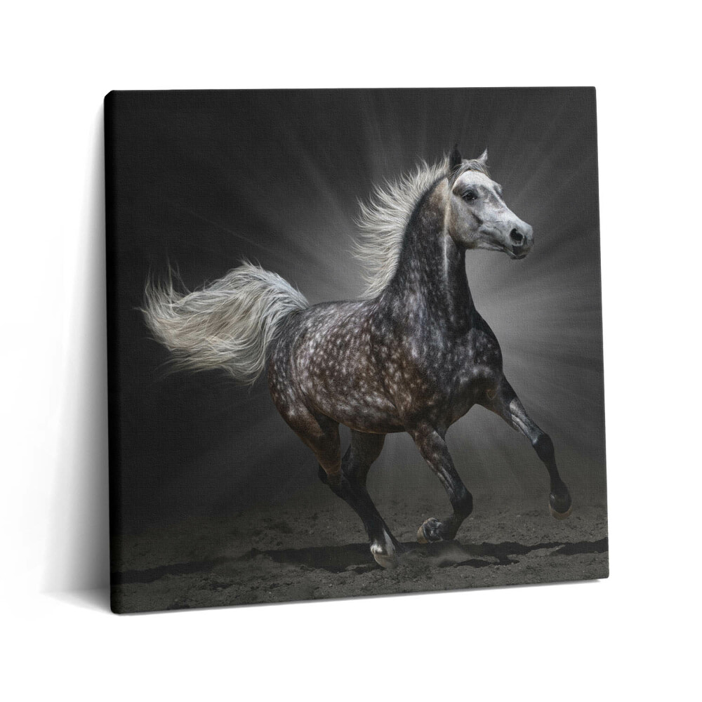 Obraz z fotografie na plátně 60x60 cm Cválající kůň