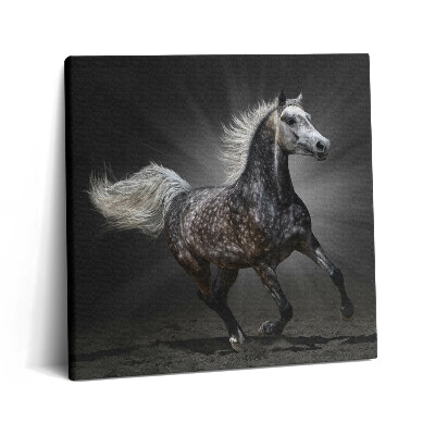 Obraz z fotografie na plátně 60x60 cm Cválající kůň