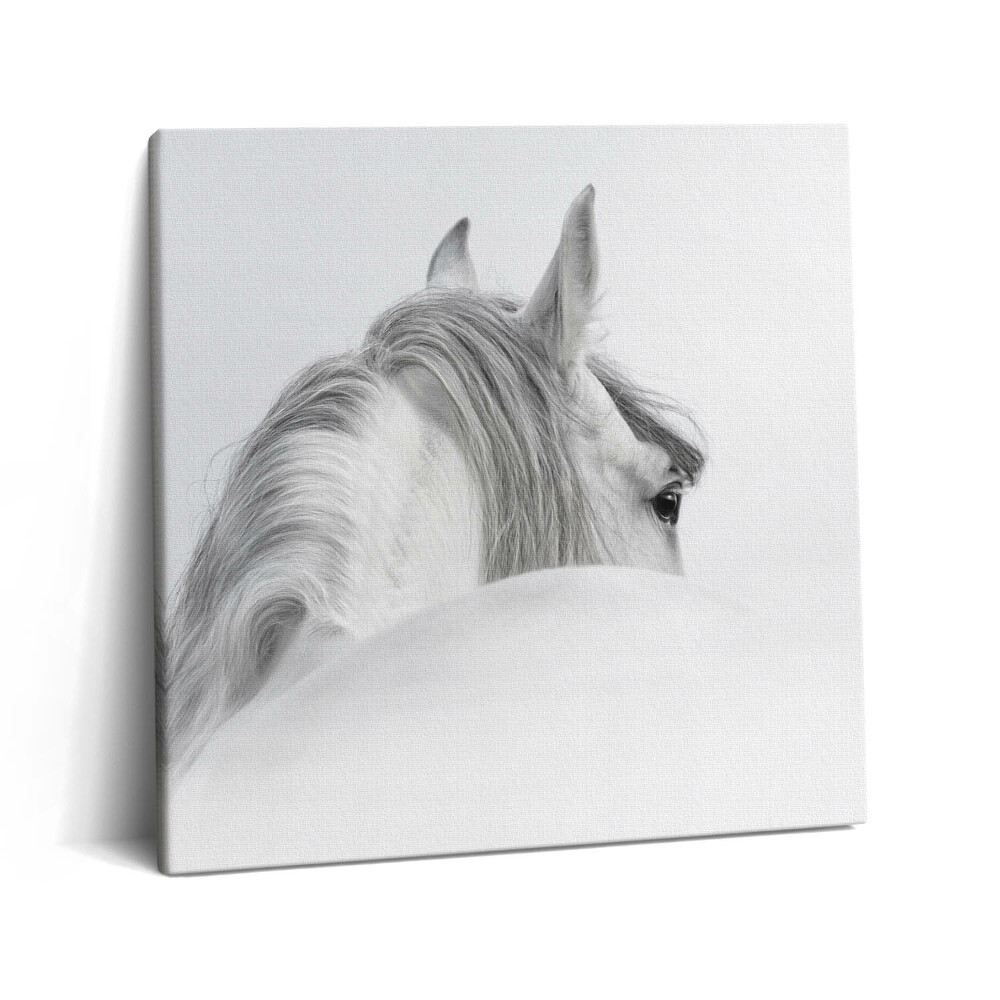 Obraz canvas 60x60 cm Andaluský kůň v mlze