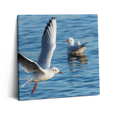 Obraz canvas 60x60 cm Racci v Gdyni