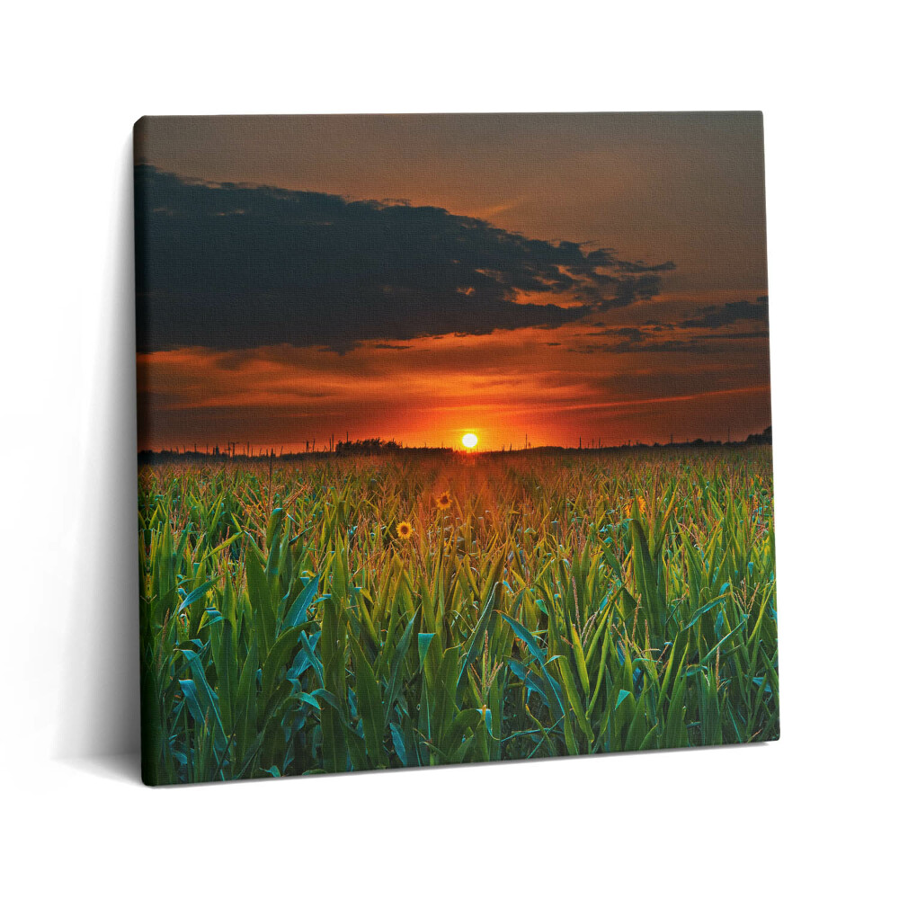 Obraz z fotografie na plátně 60x60 cm Slunečnice na louce