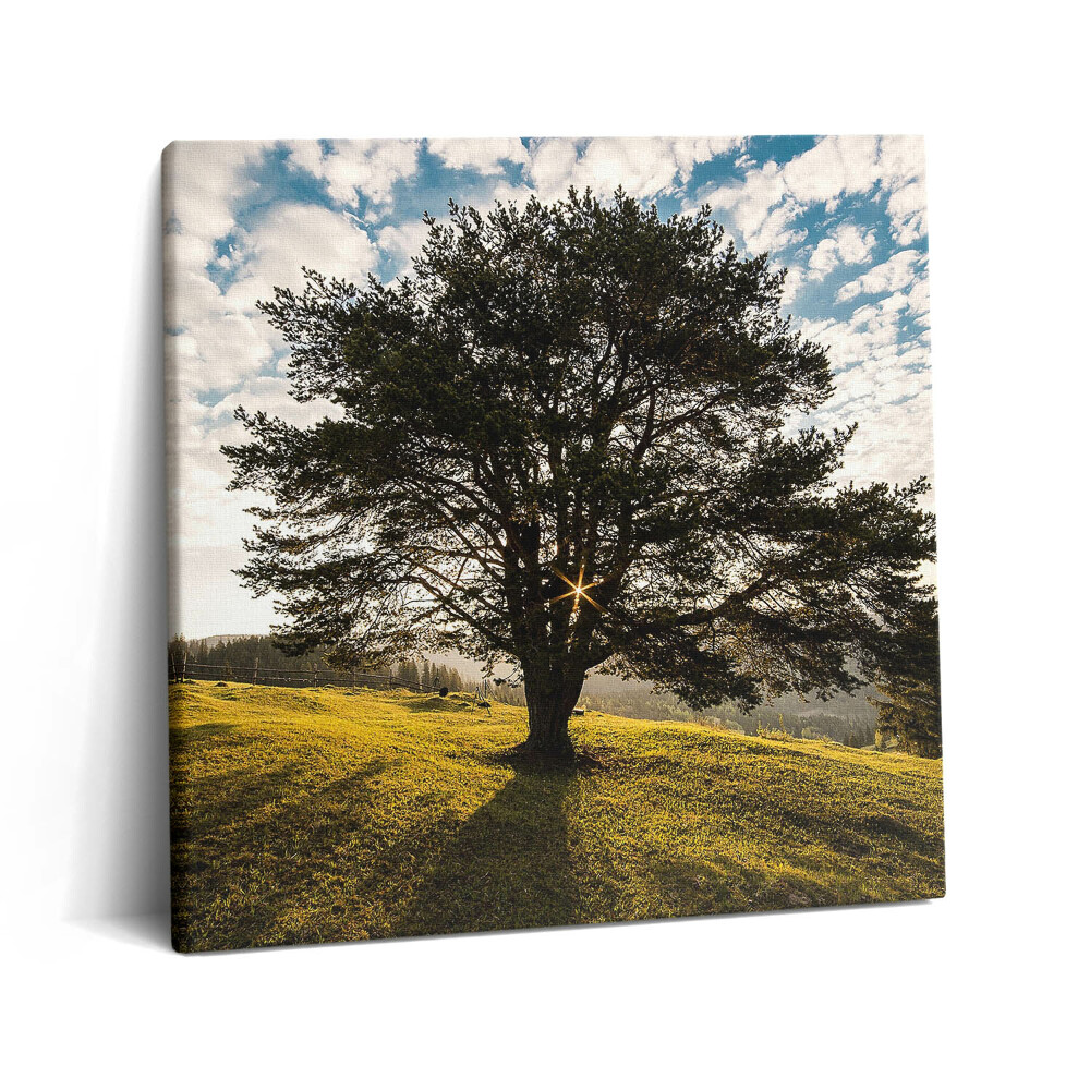 Obraz canvas 60x60 cm Listnatý strom na kopci