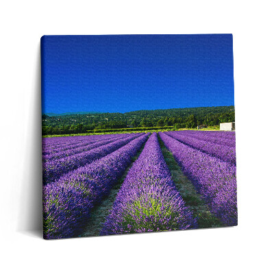 Obraz na plátně 60x60 cm Levandulové pole v Provence