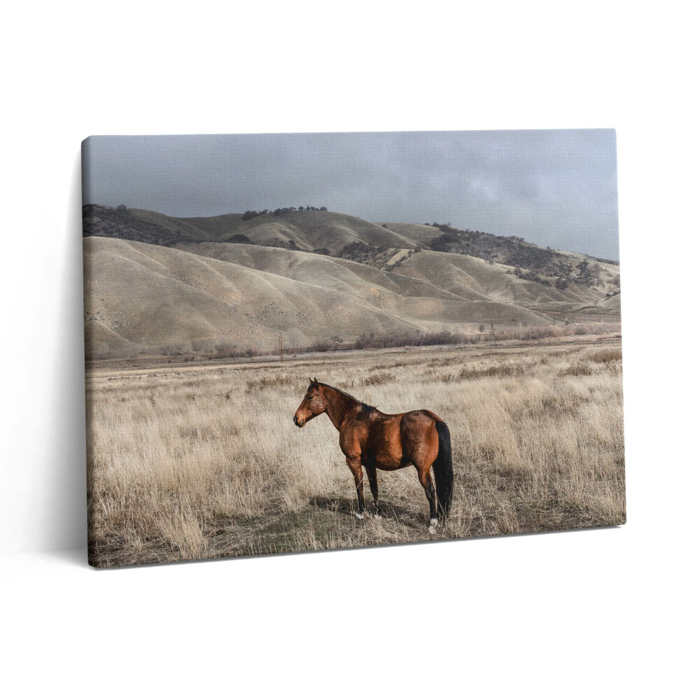 Obraz canvas 80x60 cm Hřebec mezi trávou