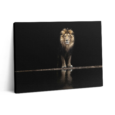 Obraz z fotografie na plátně 80x60 cm Osamělé divoké zvíře lev
