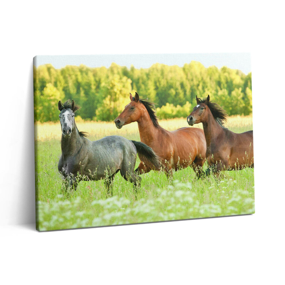 Obraz z fotografie na plátně 80x60 cm Hřebci na louce