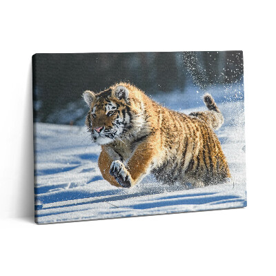 Obraz z fotografie na plátně 80x60 cm Chlupatý tygr na sněhu