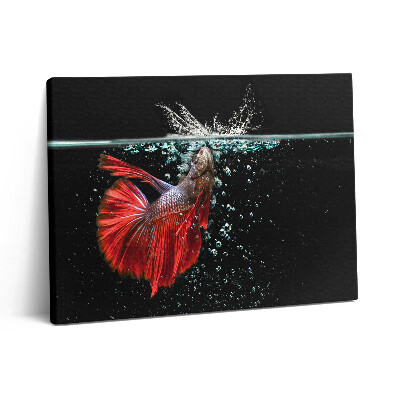 Obraz z fotografie na plátně 80x60 cm Ryby v akváriu