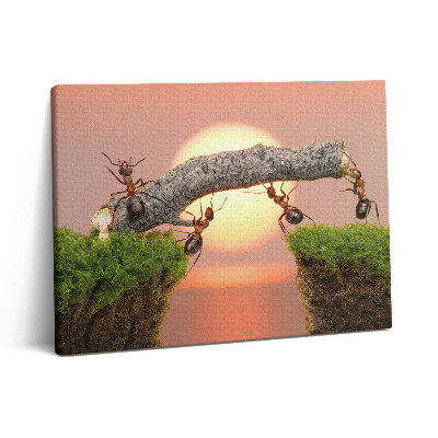 Obraz na plátně 80x60 cm Mravenci na kmeni stromu