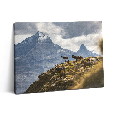 Obraz canvas 80x60 cm Kozy a údolí Aosta v Itálii