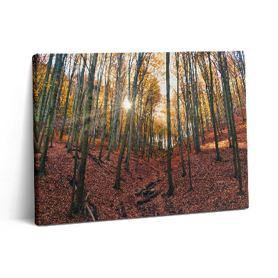 Obraz canvas 80x60 cm Západ slunce a stromy