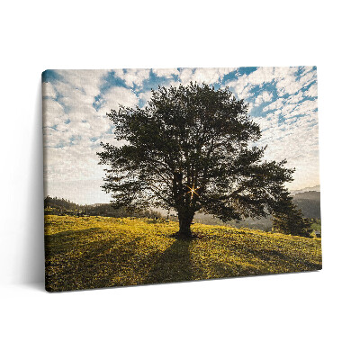 Obraz z fotografie na plátně 80x60 cm Listnatý strom na kopci