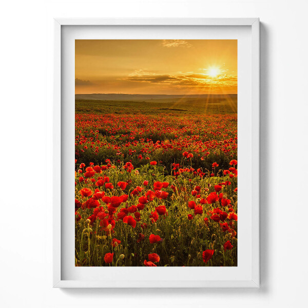 Obraz v rámu Krajina louky květů máku