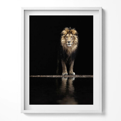 Obraz v rámu Osamělé divoké zvíře lev