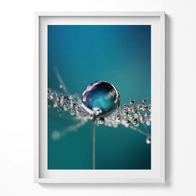 Obraz v rámu Kapka rosy na pampelišce