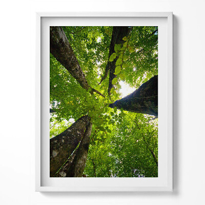 Obraz v rámu Zelené listnaté stromy
