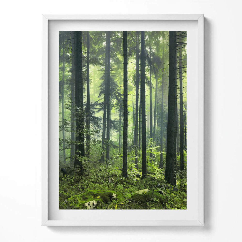 Obraz v rámu Krajina stromů a lesní vegetace