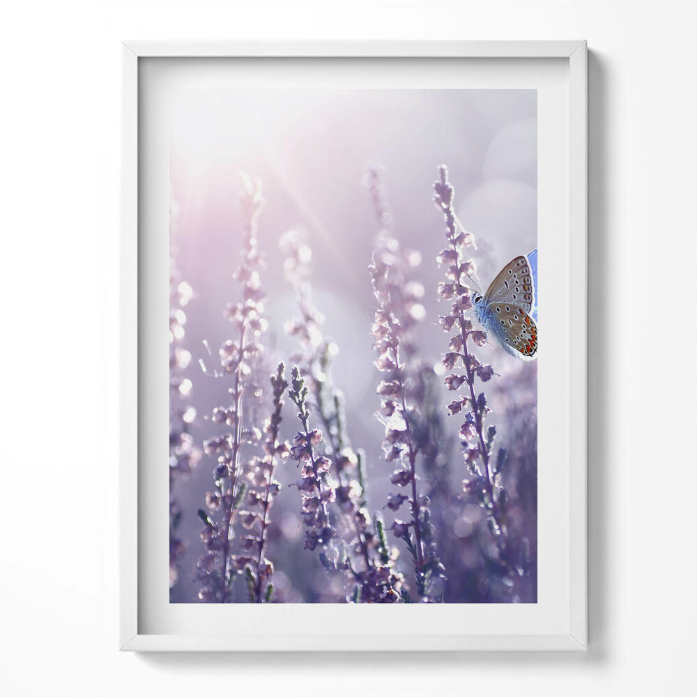 Obraz v rámu Motýl na divokých květinách