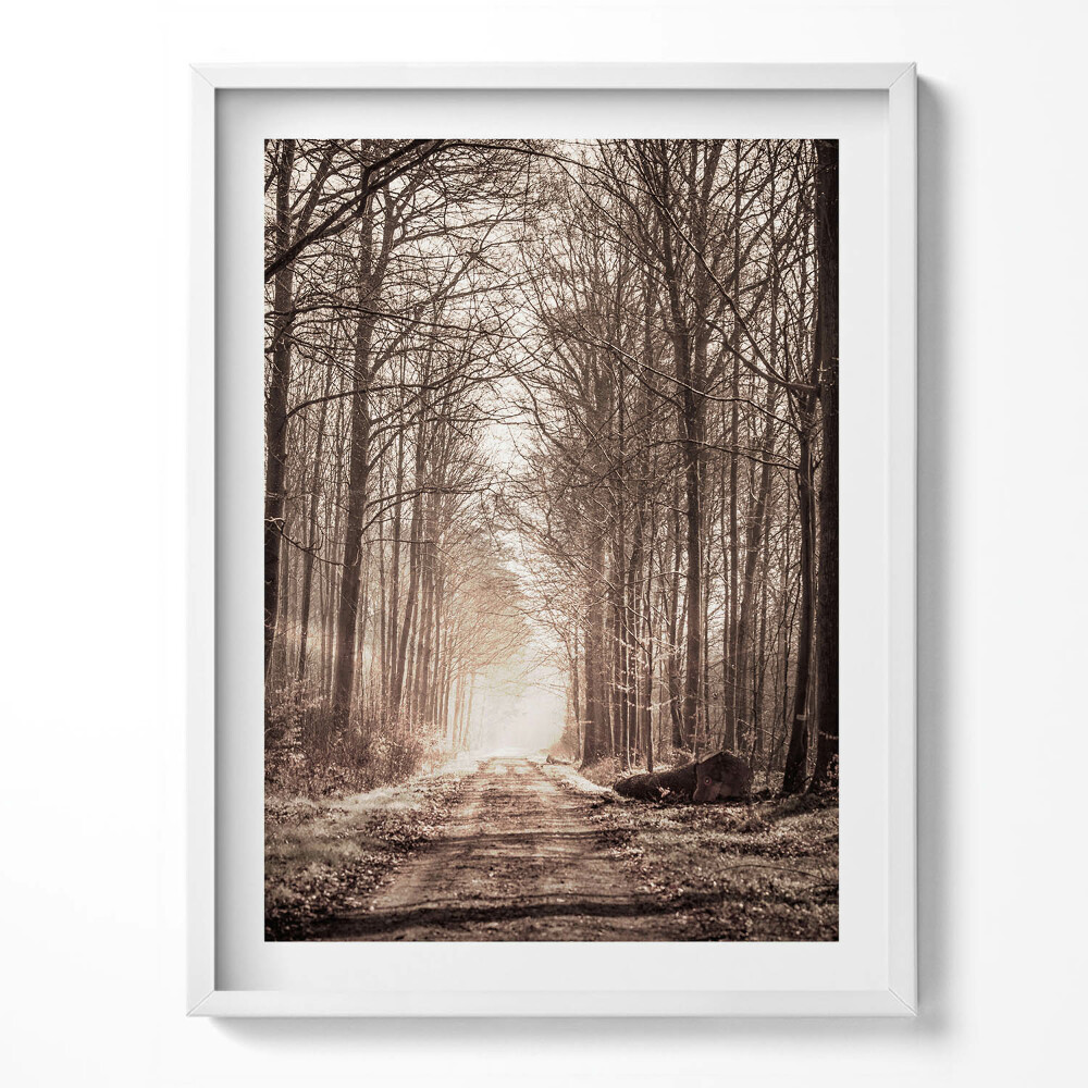 Obraz v rámu Lesní cesta v sépiových barvách