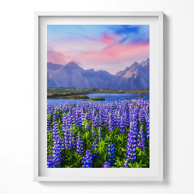 Obraz v rámu Levandulová pole - Island