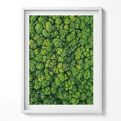 Obraz v rámu Les z ptačí perspektivy