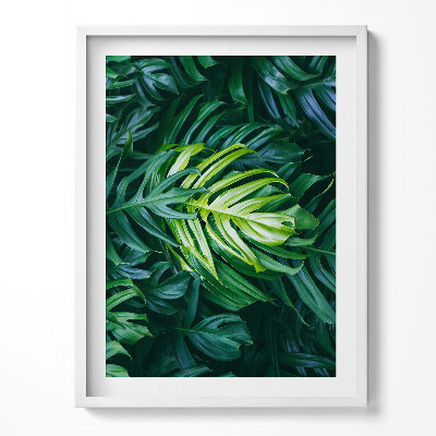 Obraz v rámu Divoké monstera listy