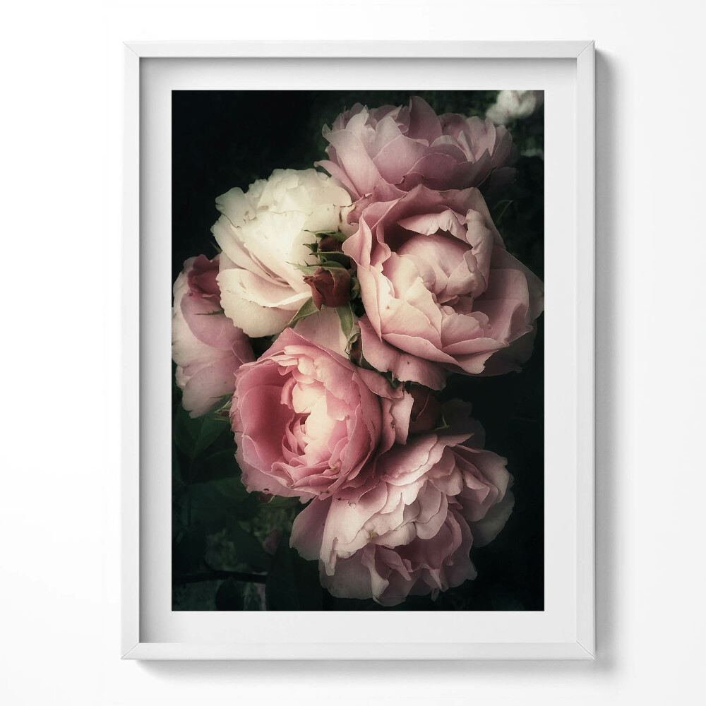 Obraz v rámu kytice růžových historických růží