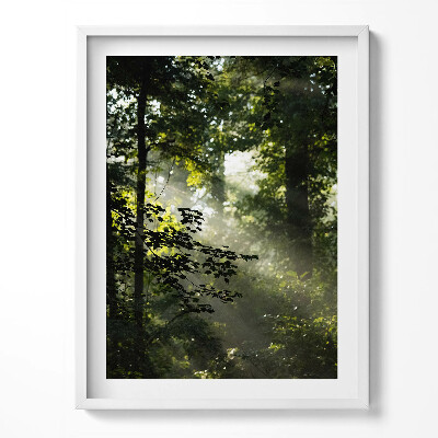 Obraz v rámu Sluneční paprsky a stromy