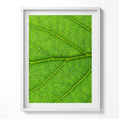 Obraz v rámu Zelené listové žilky