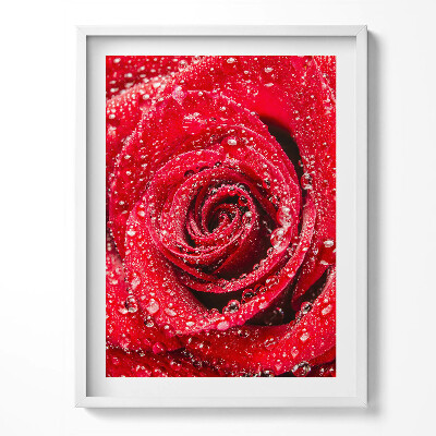 Obraz v rámu Rosa na okvětních lístcích červené růže