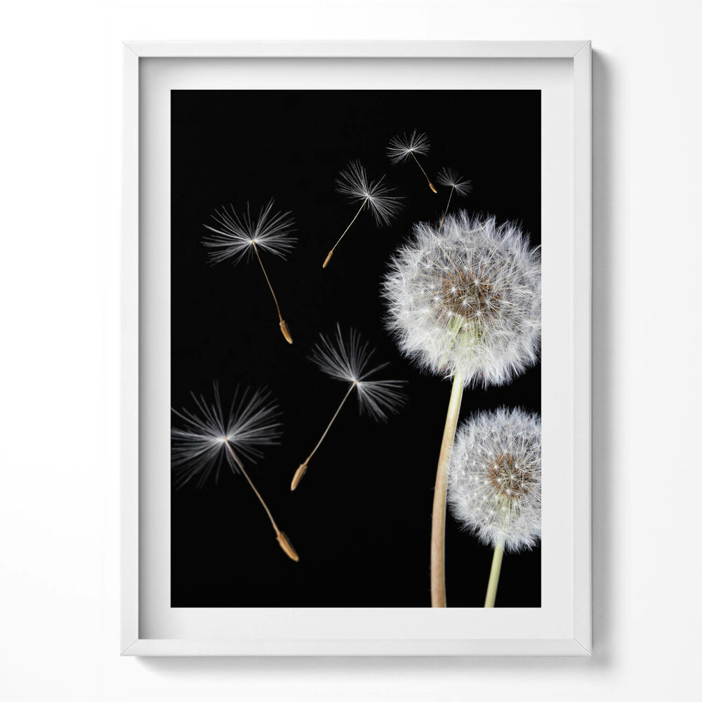 Obraz v rámu Dvě pampelišky