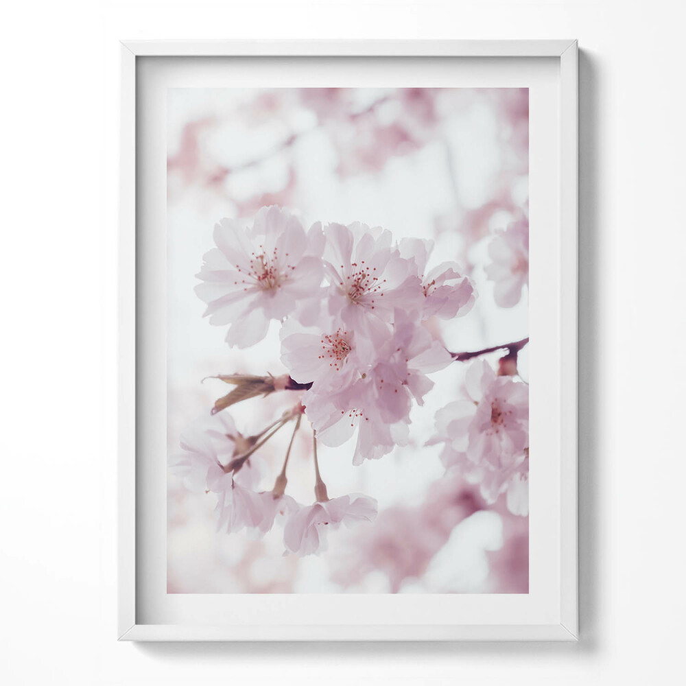 Obraz v rámu Jemné světle růžové květy