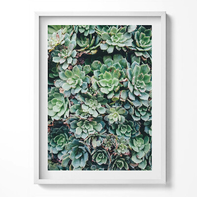 Obraz v rámu Zelené sukulentní rostliny