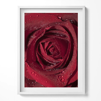 Obraz v rámu Detailní záběr na červenou růži v rose