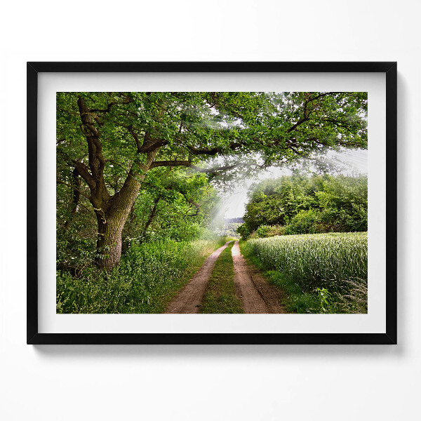 Obraz s rámem Cesta, stromy a sluneční paprsky